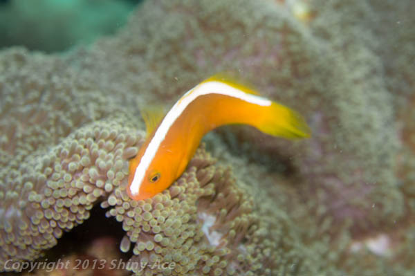 Orange Anemonefish