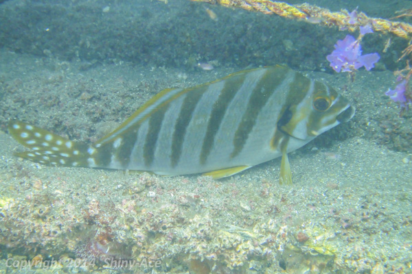 Spottedtail morwong