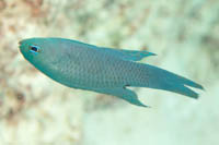 Randall's devilfish