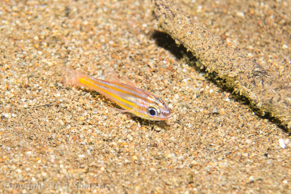 Yellowstriped cardinalfish
