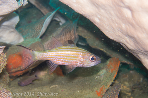 Allen's carodinalfish