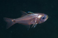 Shimmering cardinalfish