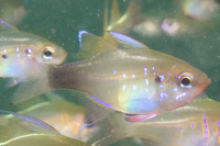 Bluespot cardinalfish