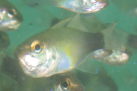 Gilbert's cardinalfish 