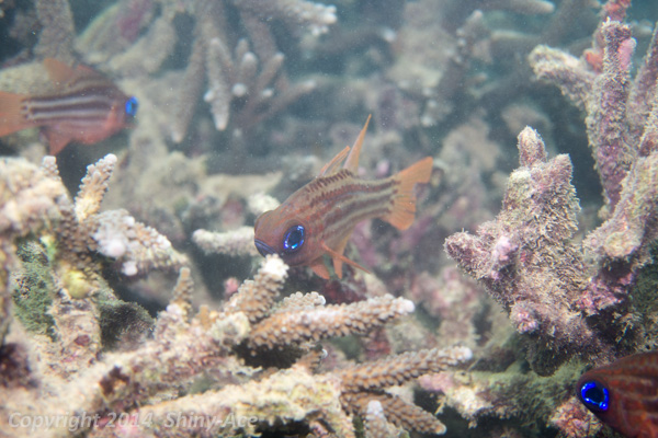 Split-banded cardinalfish