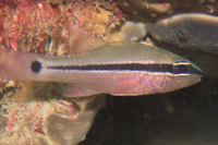 Bridled cardinalfish