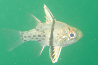 Orbiculari cardinalfish