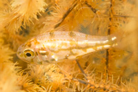 Siphonfish