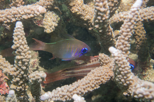 Threadfin cardinafish