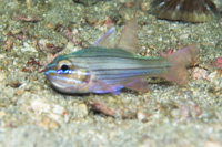 Multi striped cardinalfish