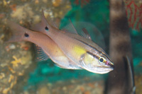 Half-lined cardinalfish