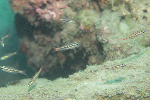 Red-spot cardinalfish
