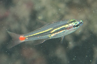 Red-spot cardinalfish