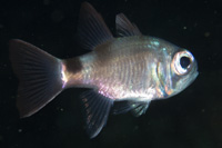 Bigeye cardinalfish
