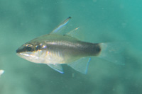 Sangi cardinalfish