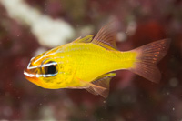 Yellow cardinalfish