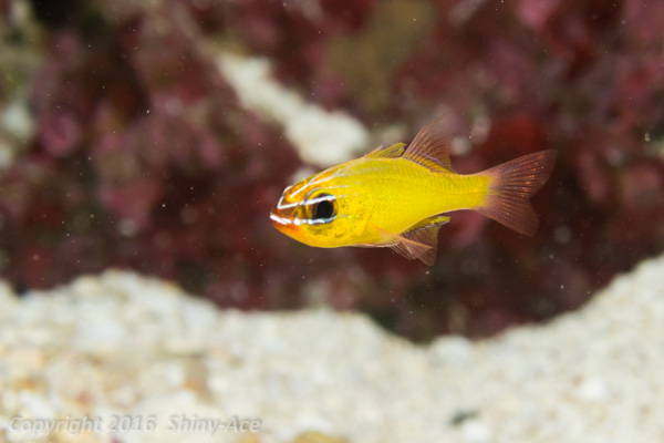 Yellow cardinalfish