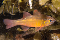 Yellowlined cardinalfish