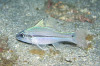 Narrowstripe cardinalfish
