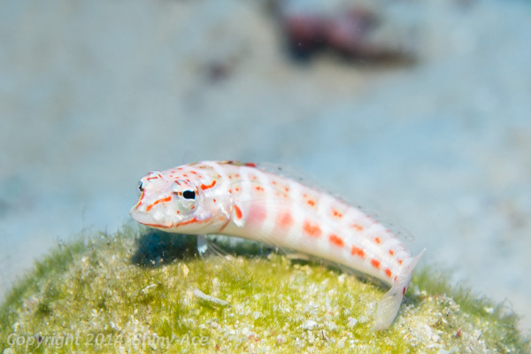 Red-spotted sandperch