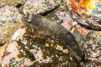 Broadhead clingfish