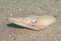 Longbill snake eel 