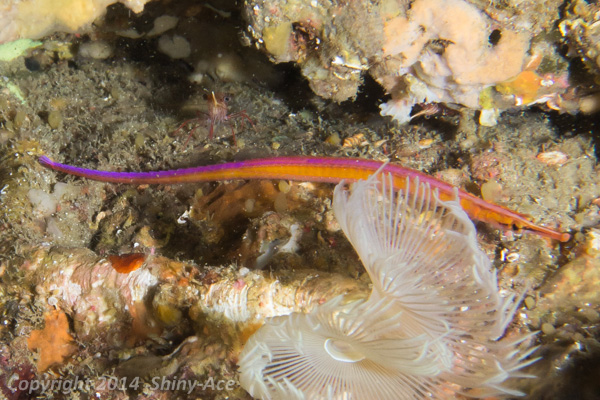 Orange pipefish