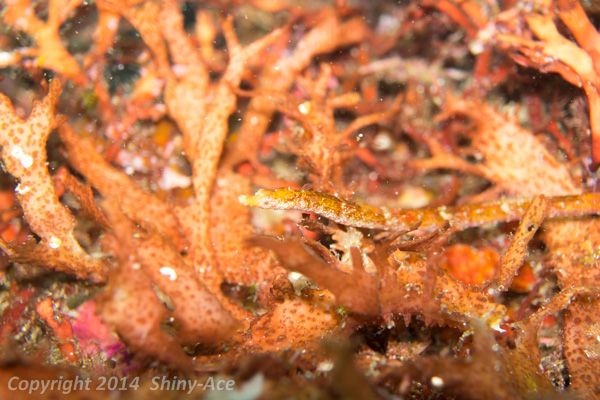 Booth's pipefish