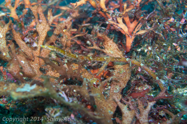 Booth's pipefish