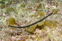 Shortnose pipefish