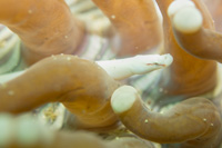 Mushroom-coral pipefish