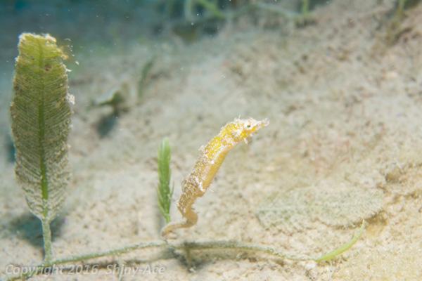 Shortpouch pygmy pipehorse
