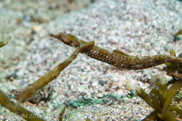 Bastard seahorse