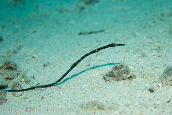 Short-tailed pipefish