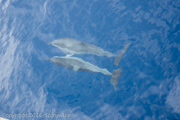 Spinner Dolphin