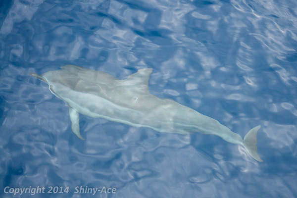 Spinner Dolphin