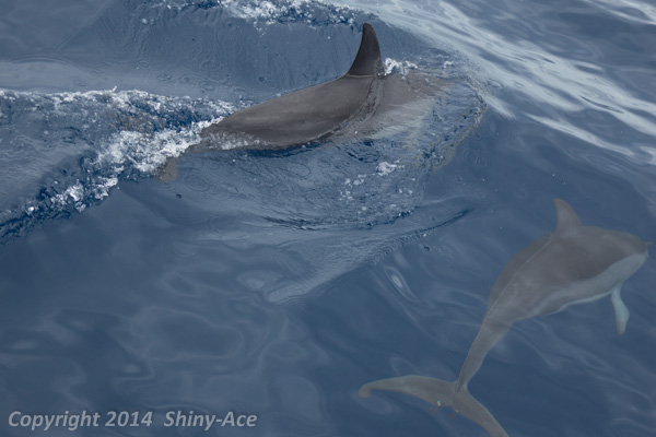 Spinner Dolphin