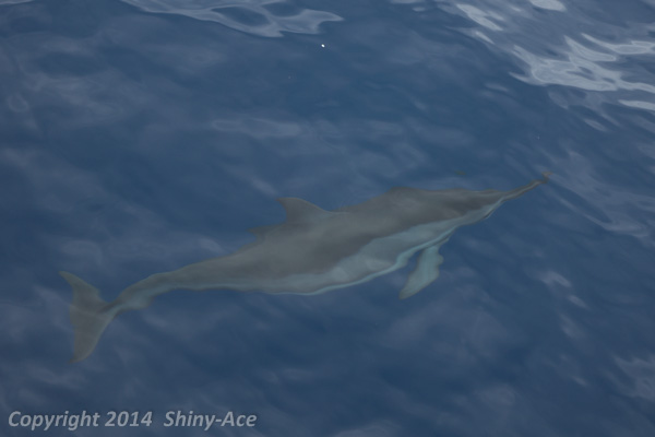 Spinner Dolphin