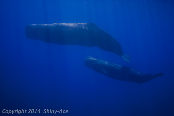 Sperm Whale