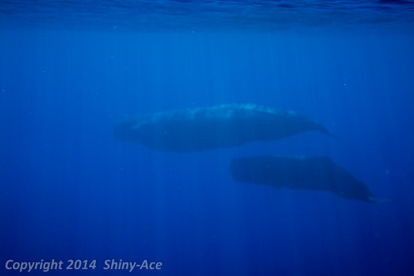 Sperm Whale