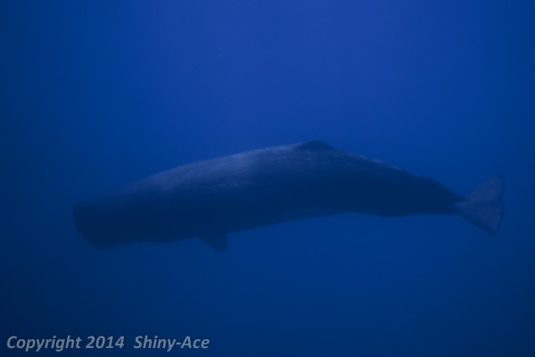 Sperm Whale