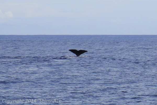 Sperm Whale