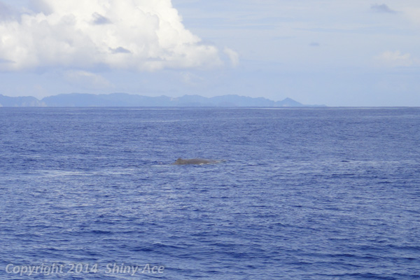 Sperm Whale