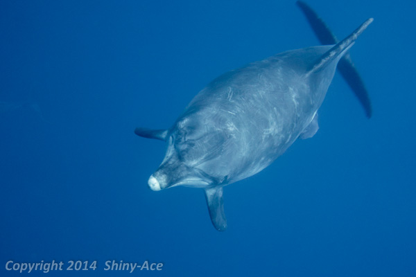 Indian Ocean Bottlenose Dolphin