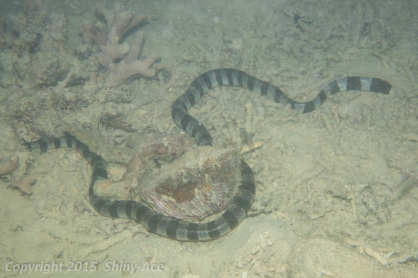 Yellow lipped sea snake