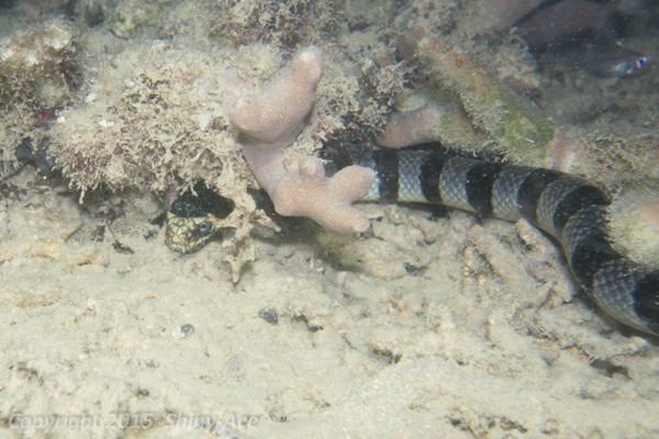 Yellow lipped sea snake