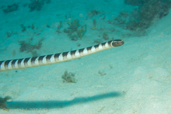 Erabu black-banded sea snake