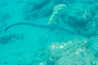 Blue-lipped sea snake