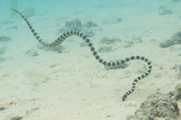 Iijima sea snake