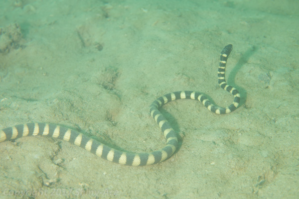 Black-headed sea snake